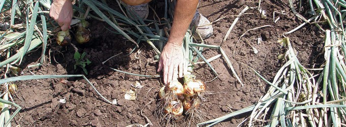 harvesting onions by hand