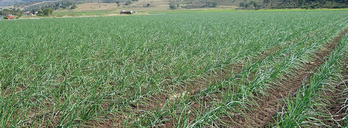 a healthy crop of onions where once nothing would grow